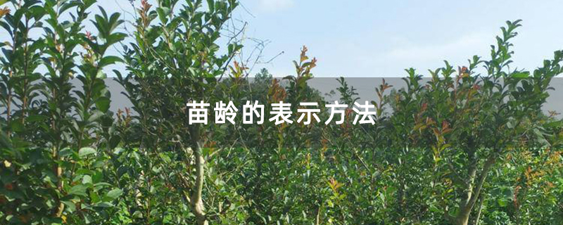 紫薇苗
