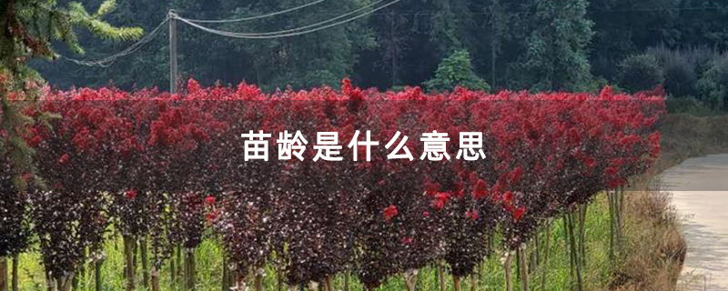 苗龄是什么意思