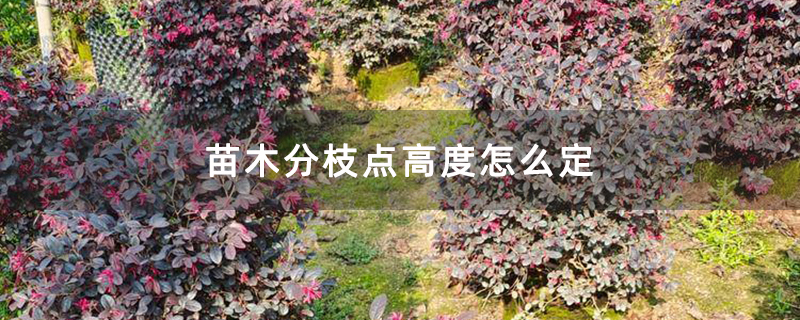 苗木分枝点高度怎么定