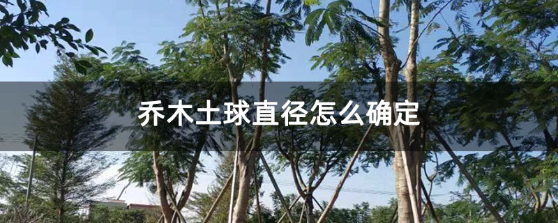 乔木土球直径怎么确定