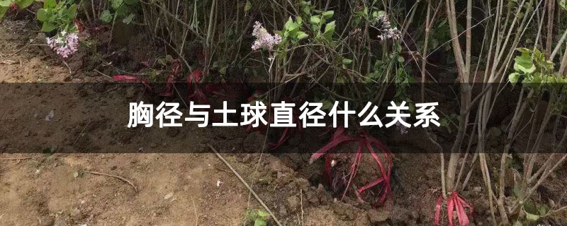 胸径与土球直径什么关系