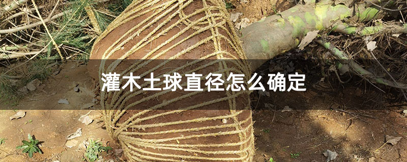 灌木土球直径怎么确定