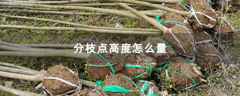 分枝点高度怎么量