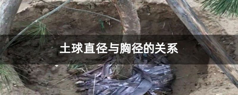 土球直径与胸径的关系 土球直径与胸径的关系