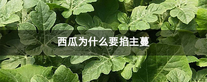 西瓜为什么要掐主蔓