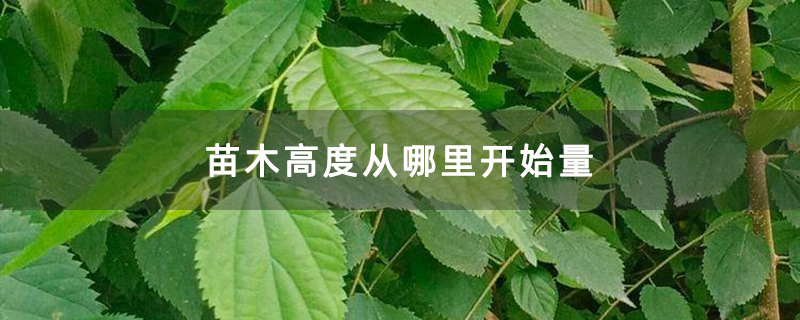 苗木高度从哪里开始量