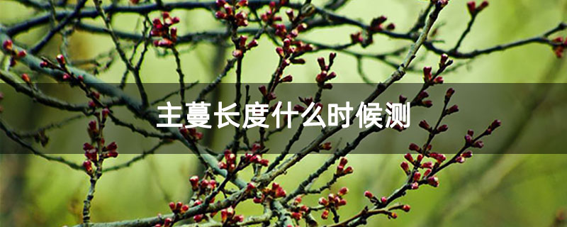 主蔓长度什么时候测 主蔓长度什么时候测