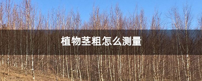 植物茎粗怎么测量