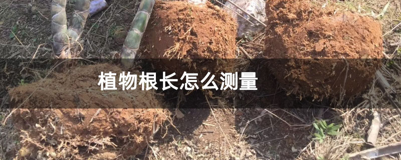 植物根长怎么测量
