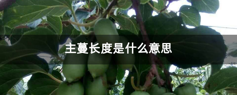 主蔓长度是什么意思