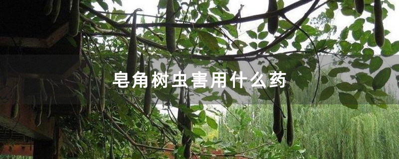 皂角树虫害用什么药