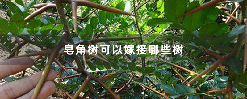 皂角树可以嫁接哪些树
