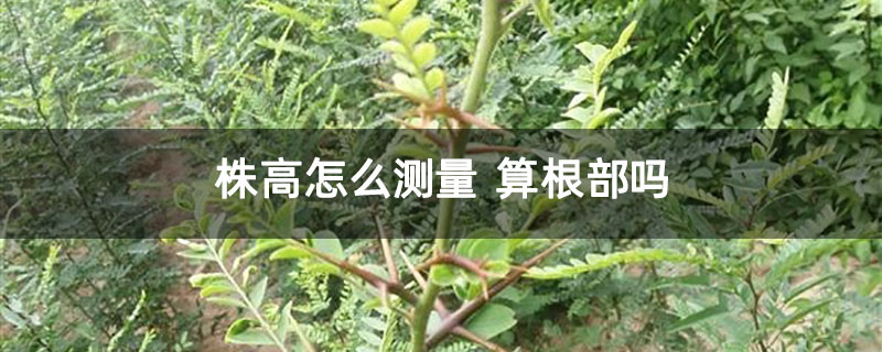 株高怎么测量 算根部吗
