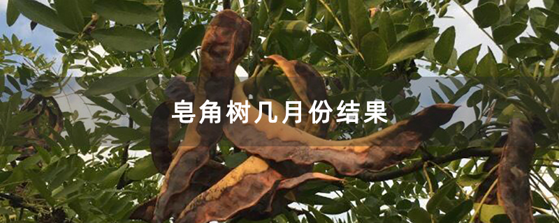 皂角树几月份结果