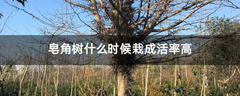 皂角树什么时候栽成活率高