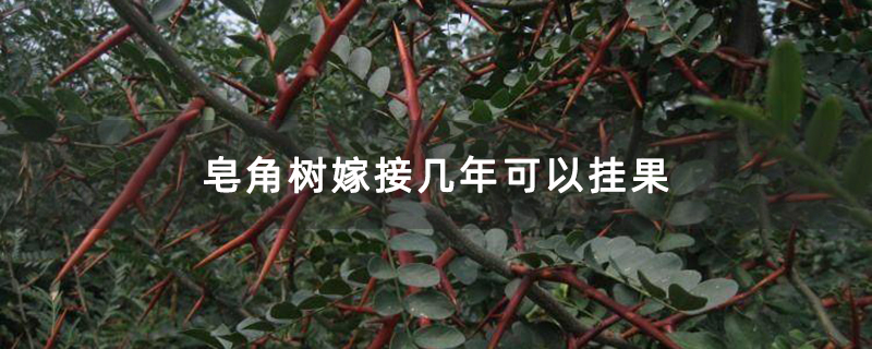 皂角树苗