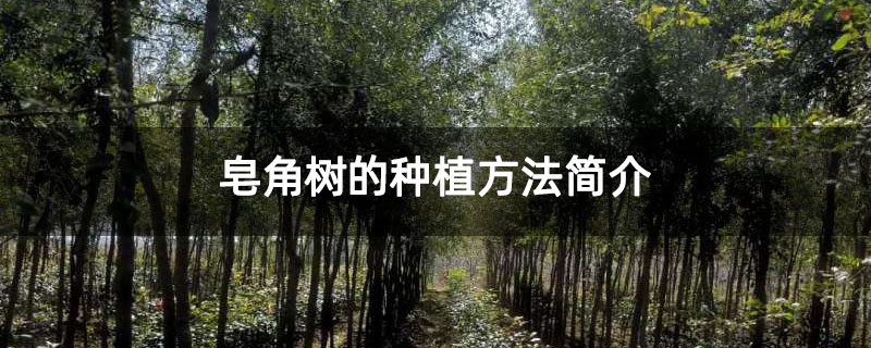 皂角树的种植方法简介