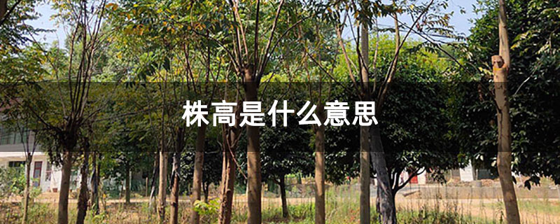 株高是什么意思
