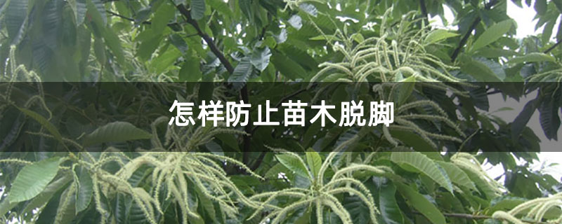 怎样防止苗木脱脚