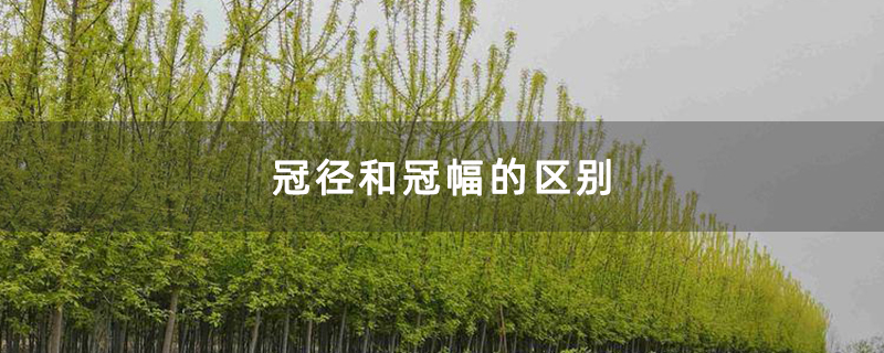 冠径和冠幅的区别