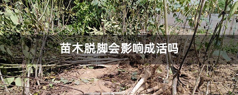 苗木脱脚会影响成活吗