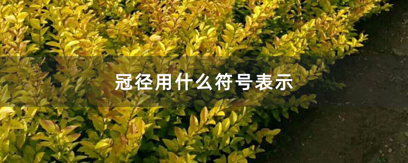 冠径用什么符号表示