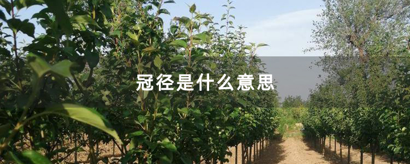 海棠苗