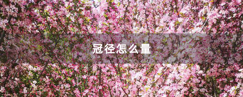 冠径怎么量