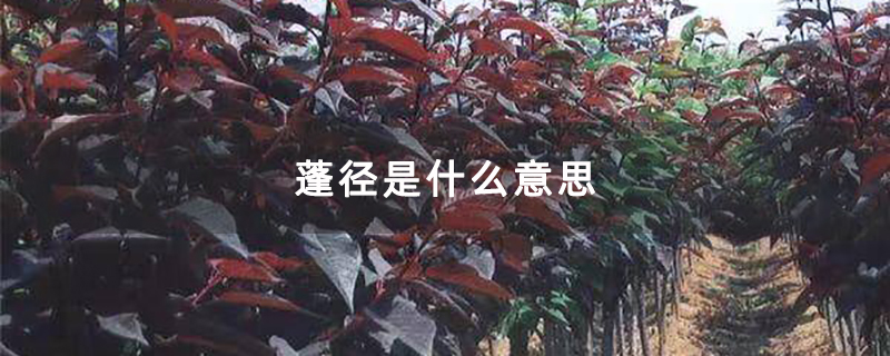 蓬径是什么意思