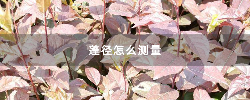 红叶李苗
