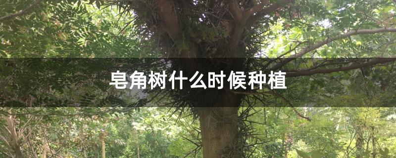 皂角树什么时候种植