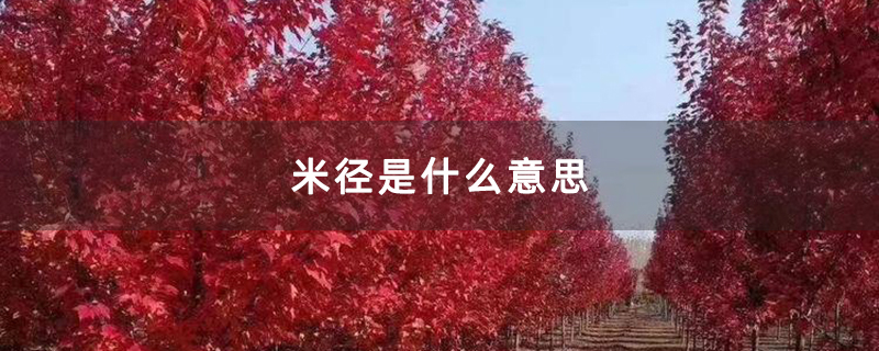 美国红枫苗