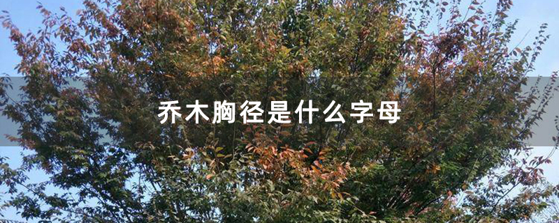 乔木胸径是什么字母
