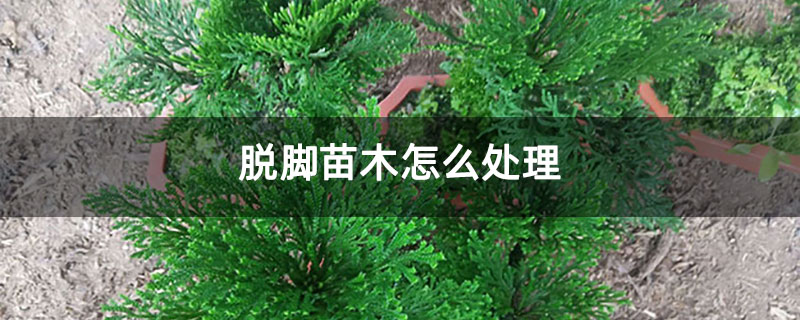 脱脚苗木怎么处理
