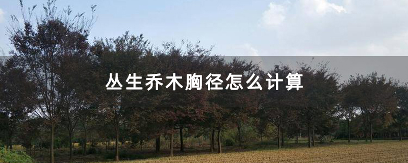 榉树苗