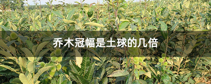 乔木冠幅是土球的几倍