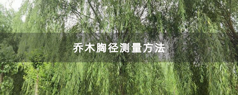 柳树