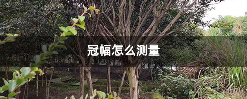 冠幅怎么测量