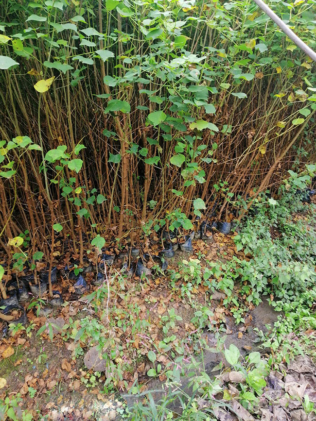 乌桕树苗价格多少钱一棵?乌桕树苗种植方法和注意事项