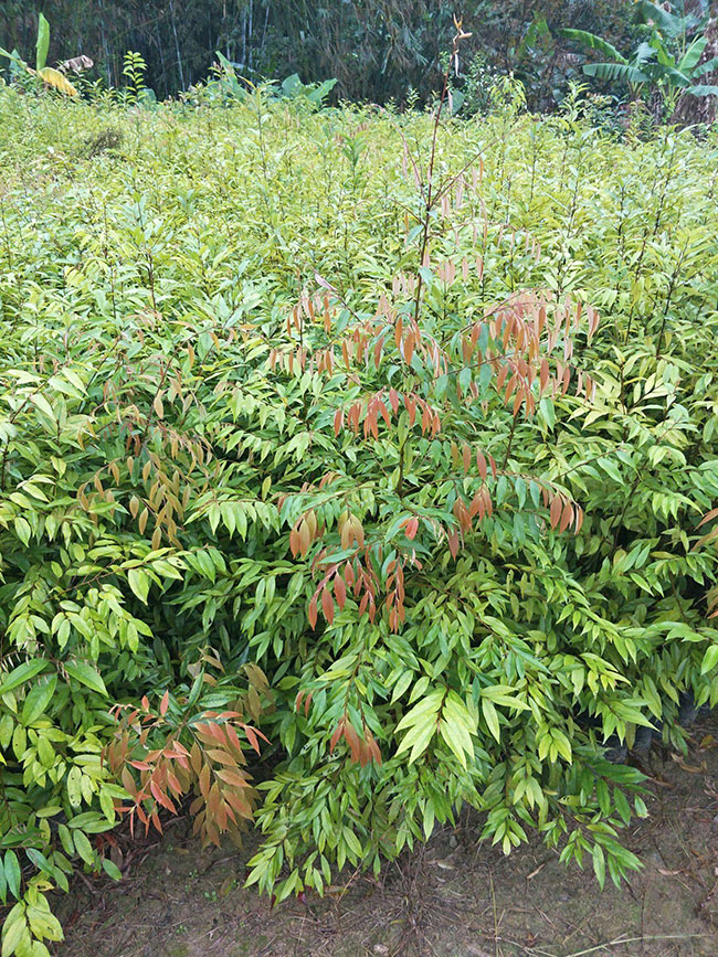 一年生木荷小苗价格多少?木荷小苗批发报价