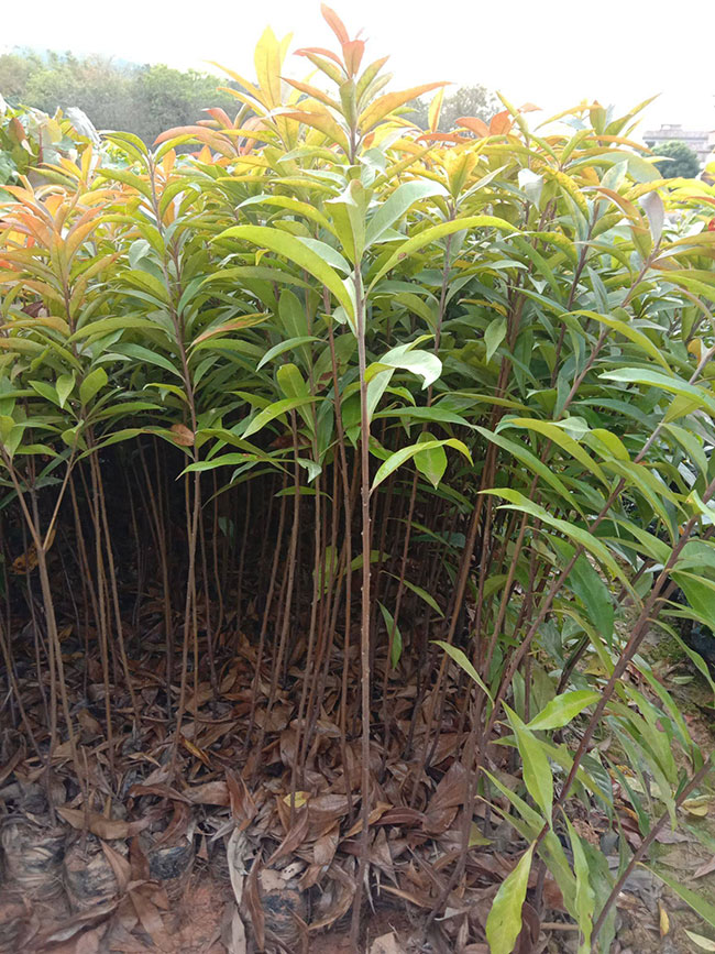 一年生木荷小苗价格多少，