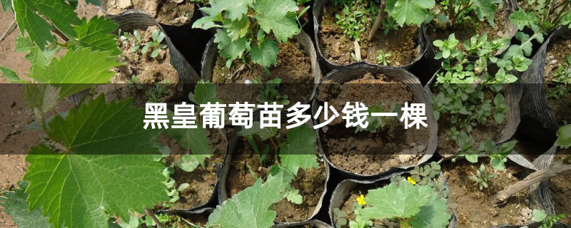 黑皇葡萄苗多少钱一棵