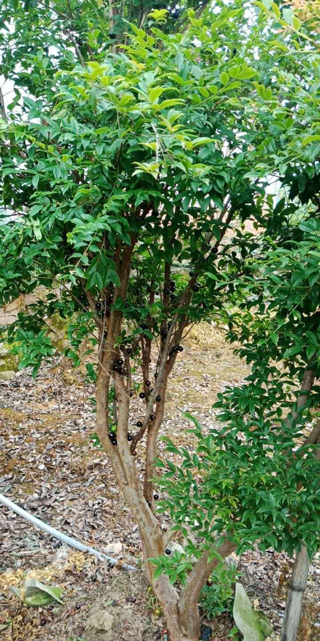 树葡萄多少钱一棵？四季树葡萄价格
