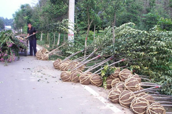 苗木装车要怎么做？怎么包装才能确保成活率？
