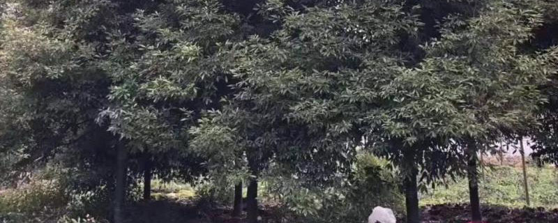 14公分桢楠树价格多少钱一棵