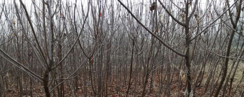 4公分黄栌