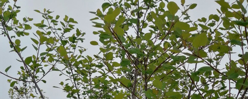 1公分黄栌树苗多少钱一棵