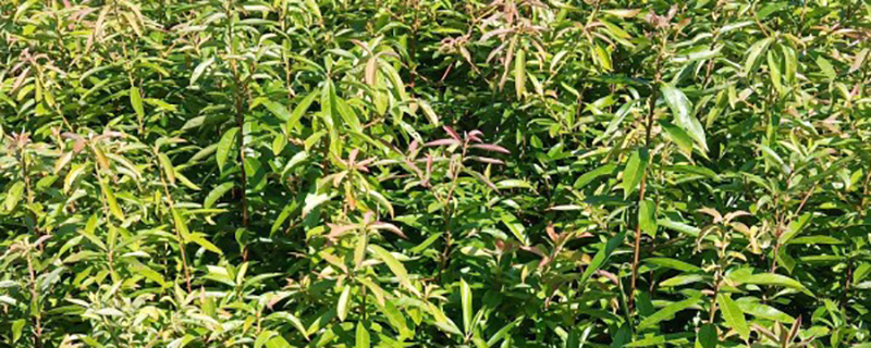 20公分木荷树价格多少钱一棵
