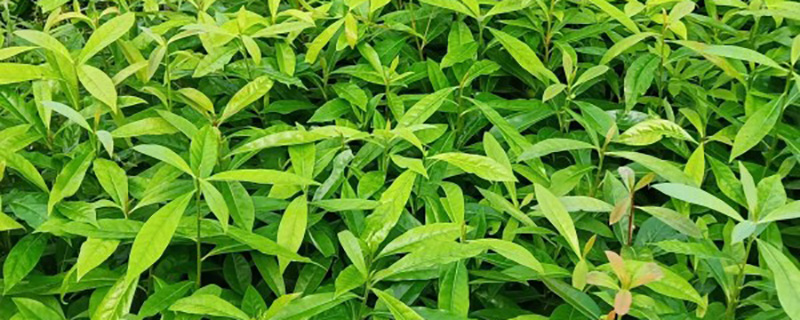木荷苗
