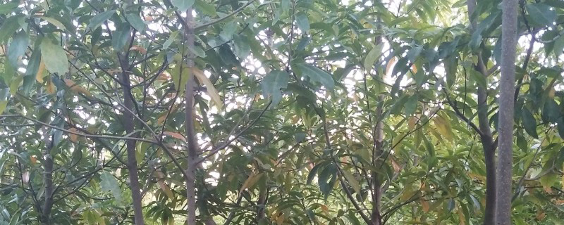 5公分木荷